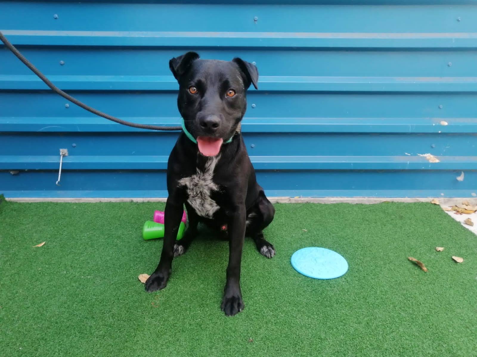 Lost and Injured Dog Takes Himself to the SPCA • Cape of Good Hope SPCA