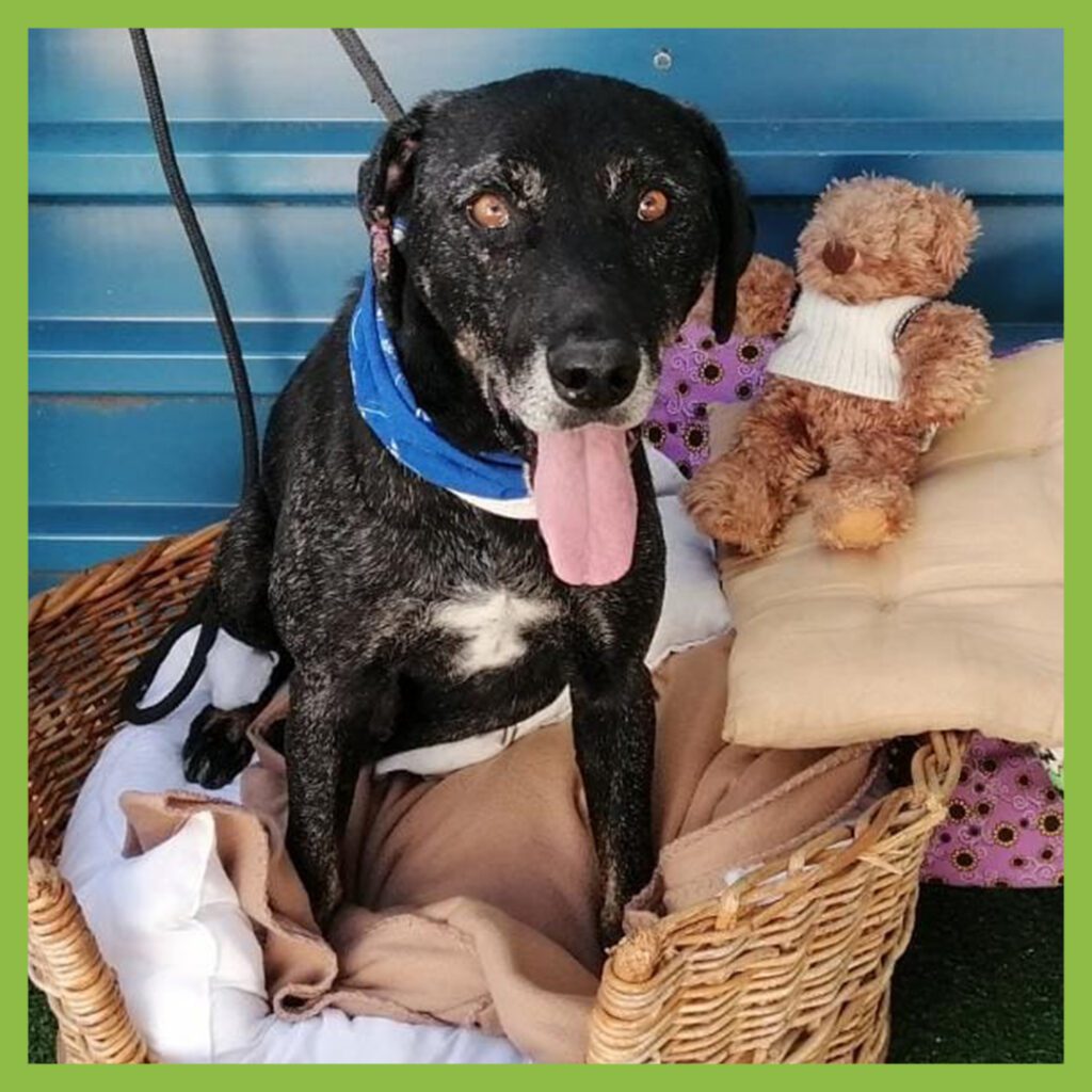 Dogs and Puppies For Adoption • Cape of Good Hope SPCA