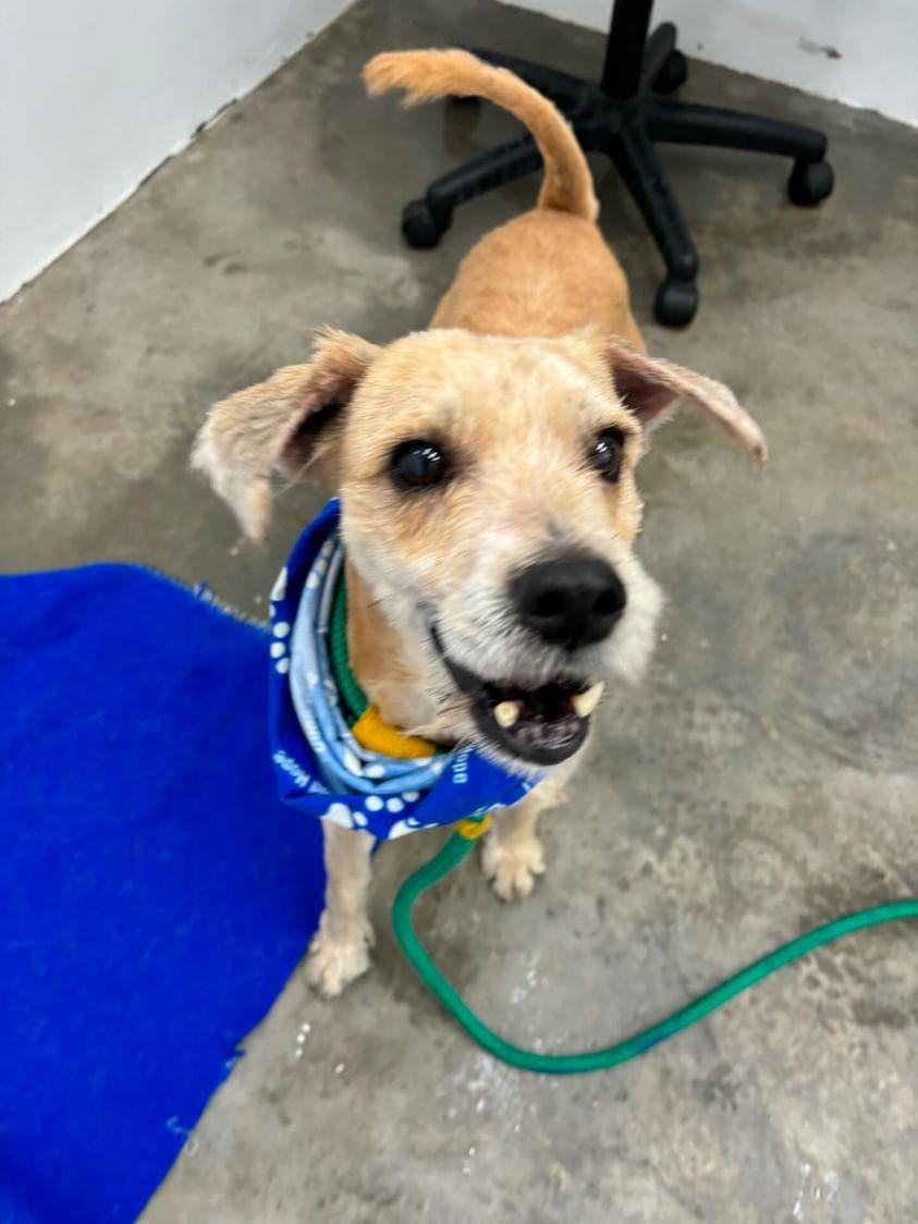 Wumbo Jumbo • Cape of Good Hope SPCA