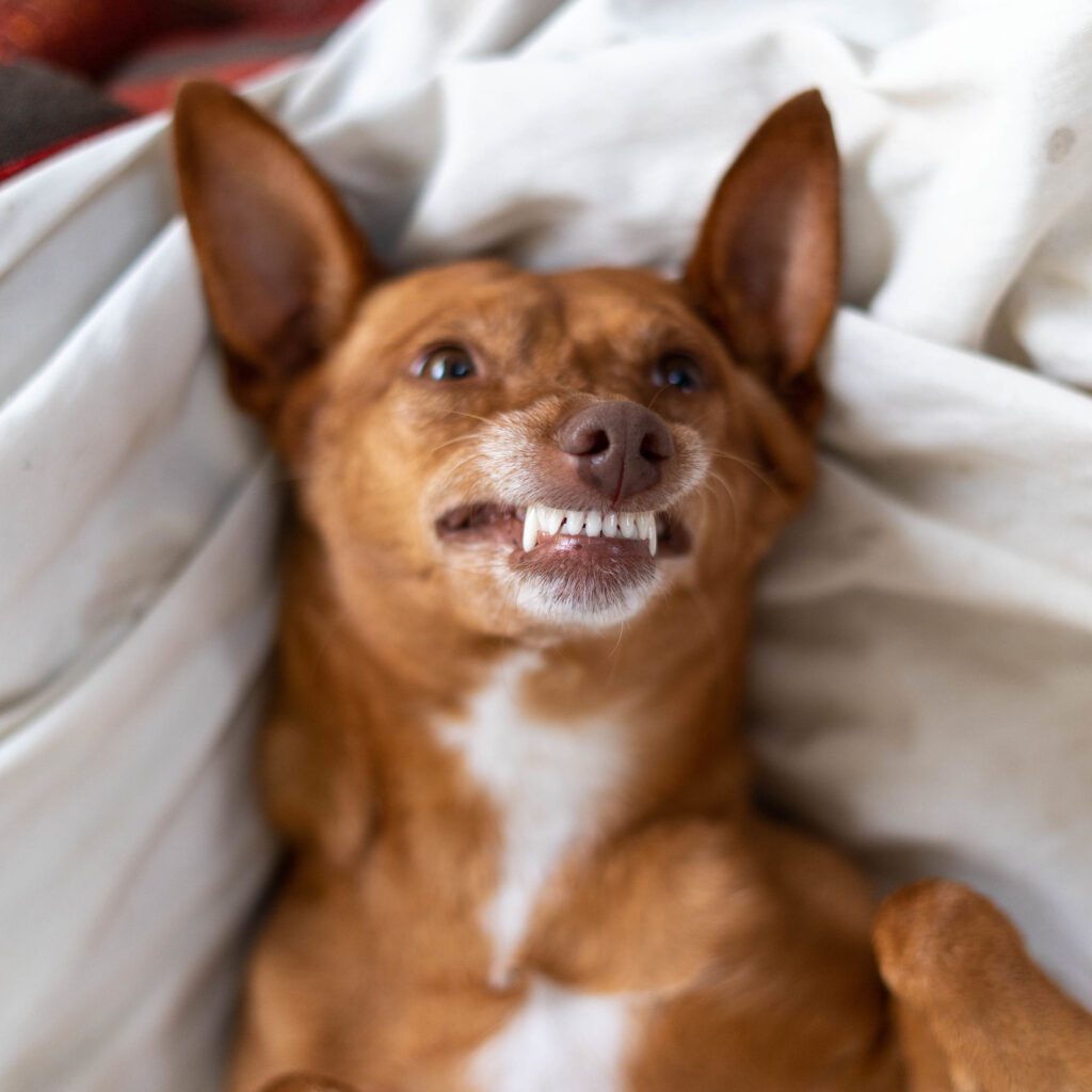 Keep Your Pet Happy and Healthy Your Ultimate Guide • Cape of Good